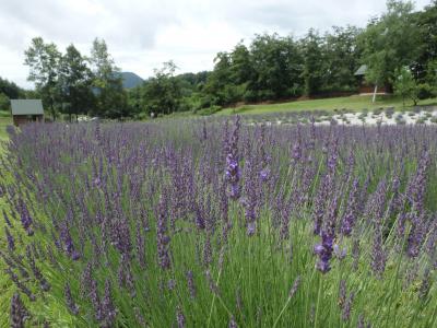 ラベンダー開花状況16 山辺町ホームページ