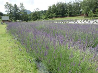 ラベンダー開花状況16 山辺町ホームページ