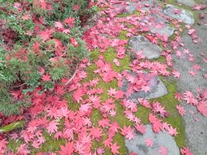 紅葉の絨毯