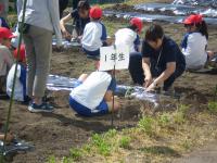 さつまいも植え②