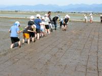田植え②