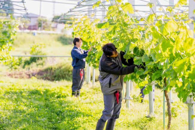 地域おこし協力隊5